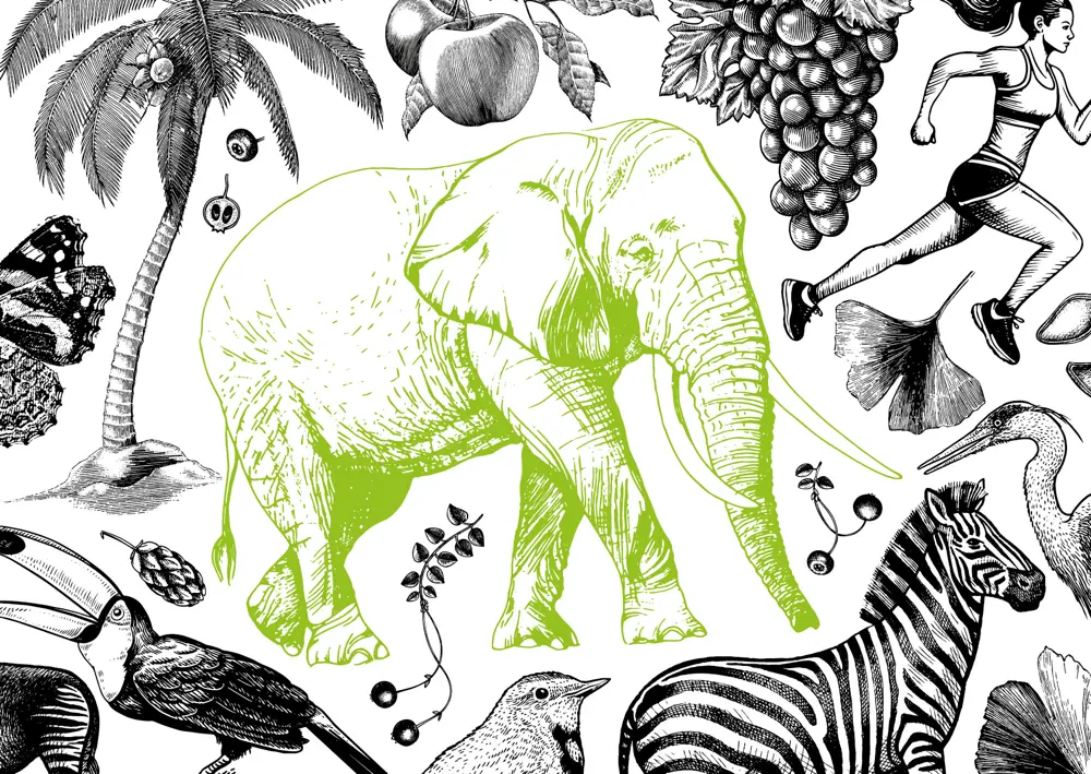Illustration Elefant