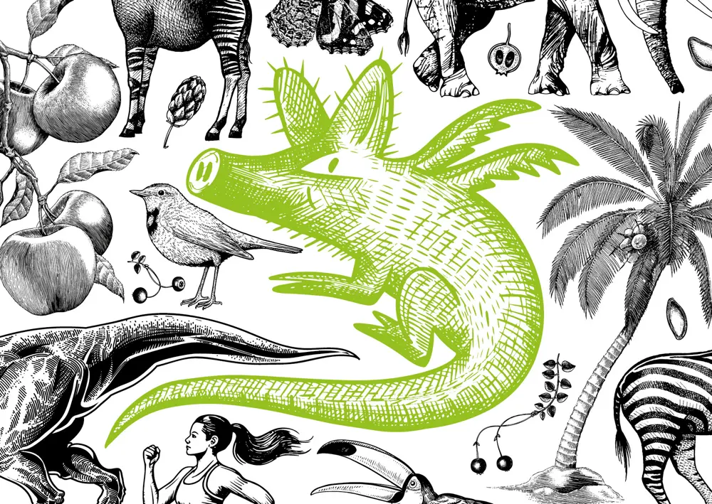 Illustration Grüngürteltier