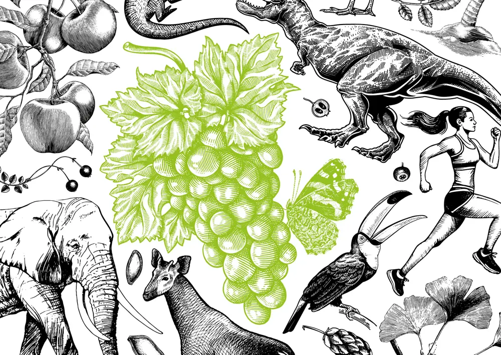 Illustration Weinrebe