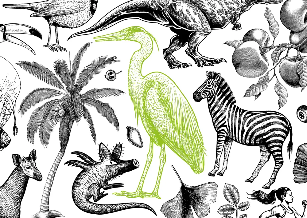 Illustration Fischreier