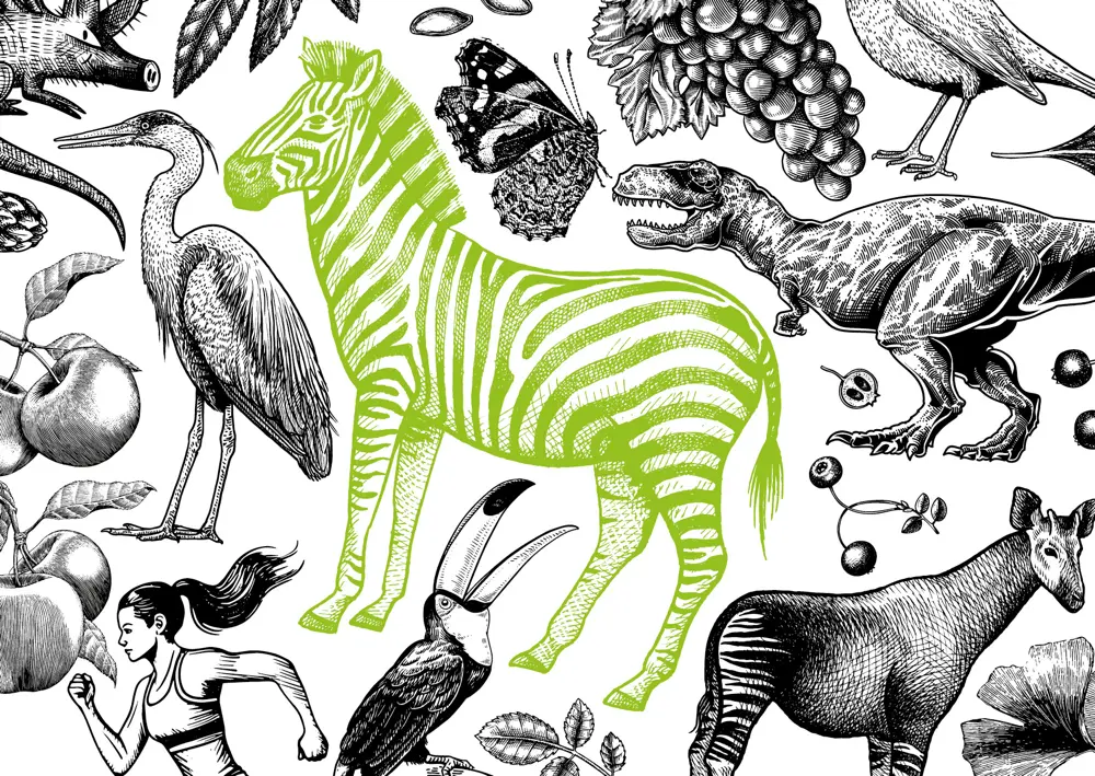 Illustration Zebra