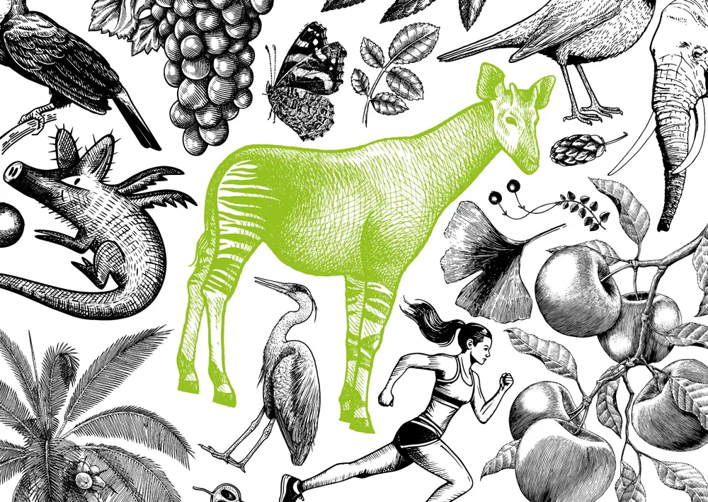 Illustration Okapi