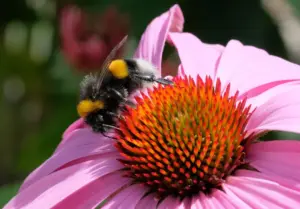 Nahaufnahme einer Hummel auf einer pinken Blüte der Sonnenhutes, beim Sammeln von Nektar.