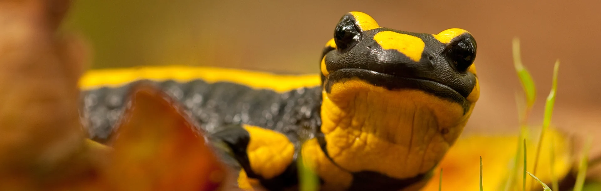 Feuersalamander mit schwarzem Körper und gelben Flecken liegt auf dem Boden zwischen Gras und Blättern.