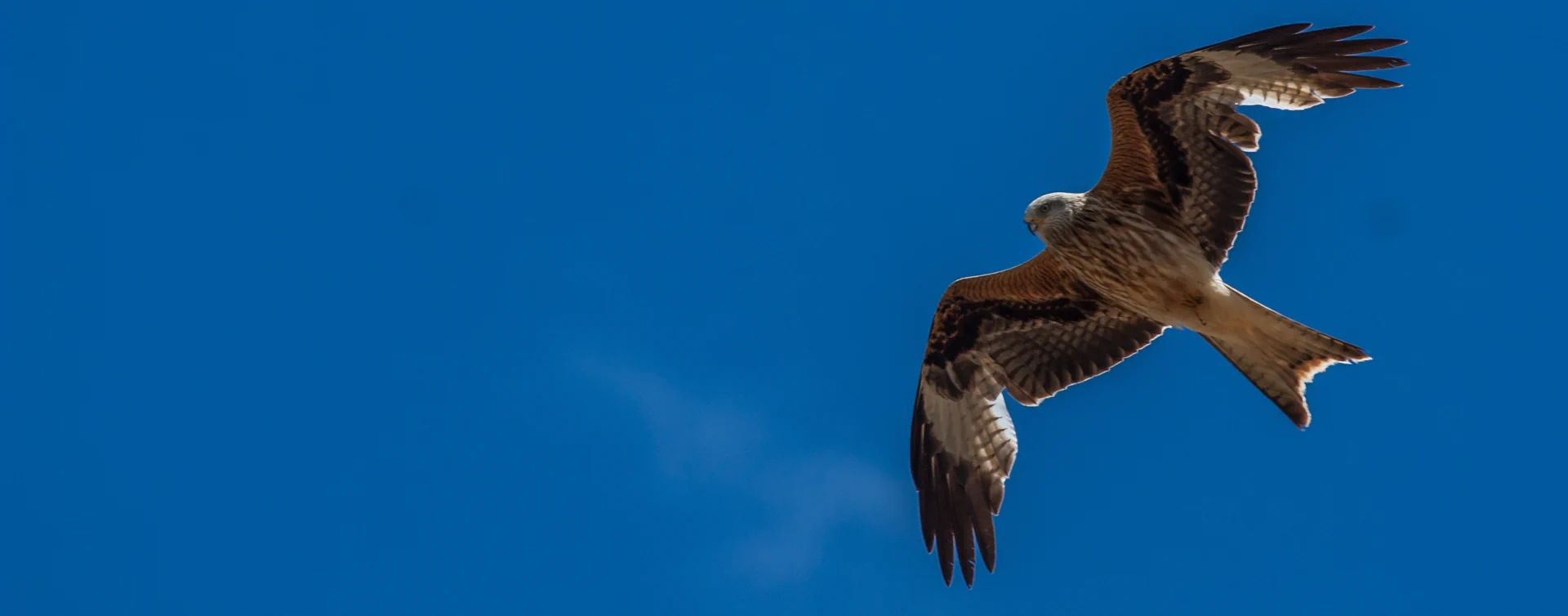 Ein Greifvogel mit ausgebreiteten Flügeln fliegt vor klarem blauem Himmel.