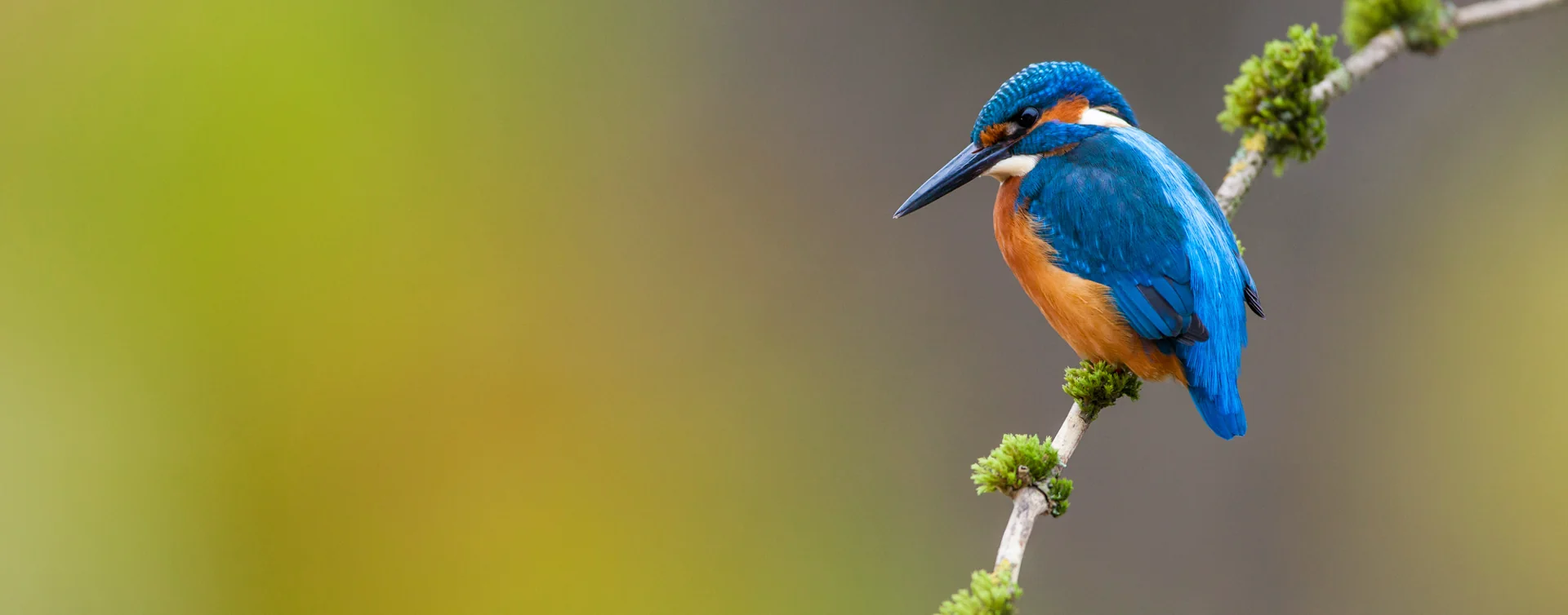 Eisvogel mit blauem und orangefarbenem Gefieder sitzt auf einem dünnen Ast mit grünem Moos vor unscharf grün-grauem Hintergrund.
