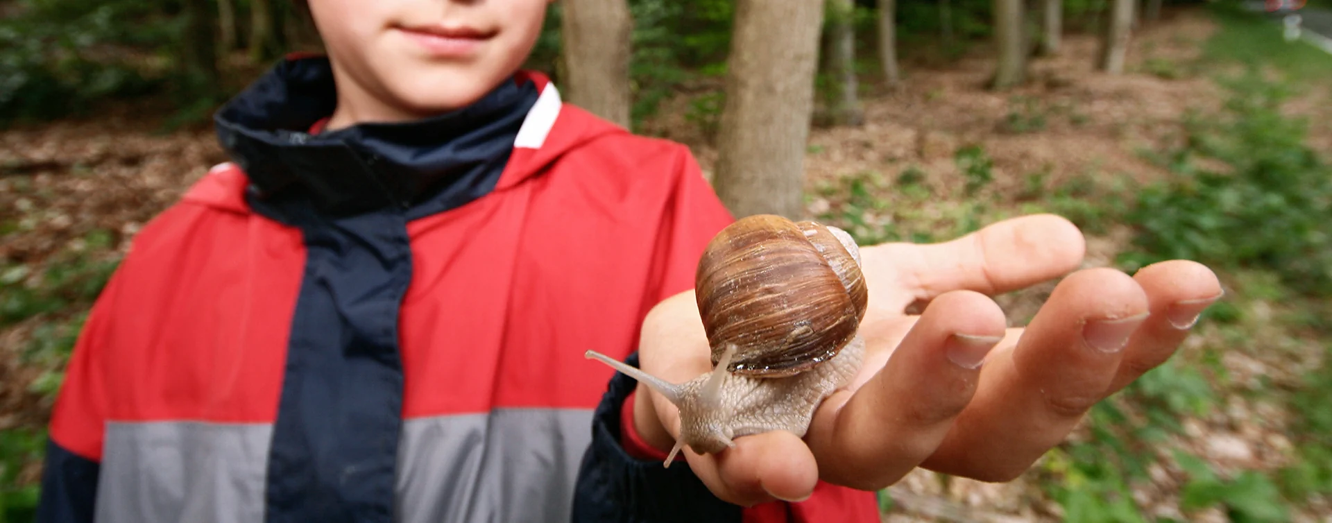 Ein Kind in roter und grauer Jacke hält eine große Weinbergschnecke auf der Hand im Wald.