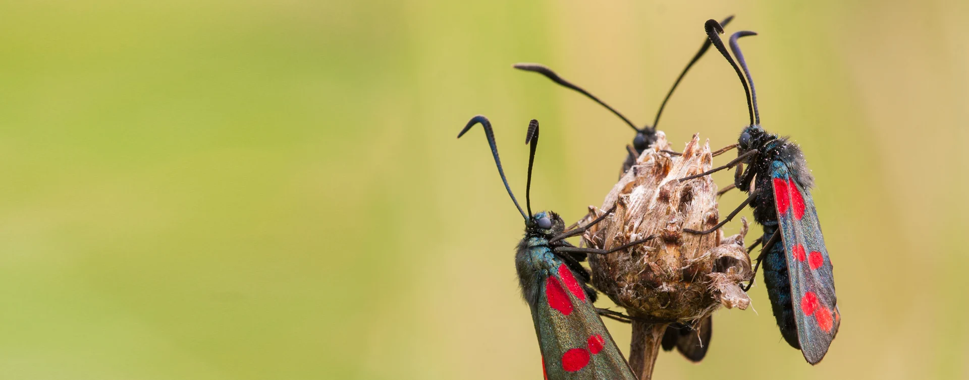 Drei schwarze Schmetterlinge mit roten Punkten sitzen auf einem vertrockneten Blütenstand vor unscharf grünem Hintergrund.