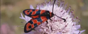 Schmetterling mit rot-schwarzen Flügeln sitzt auf einer lila Blüte mit vielen Staubgefäßen.