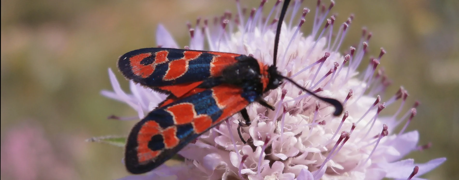 Schmetterling mit rot-schwarzen Flügeln sitzt auf einer lila Blüte mit vielen Staubgefäßen.