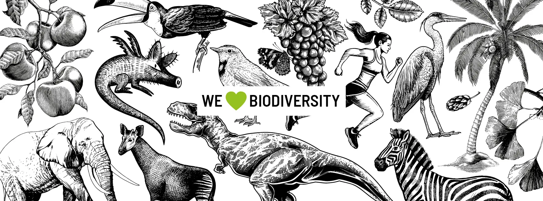 Illustrationen von Tieren und Pflanzen für BioFrankfurt