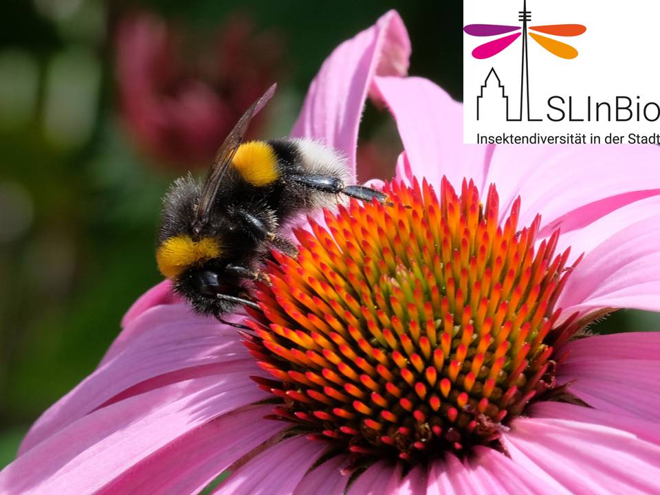 Hummel auf Blüte