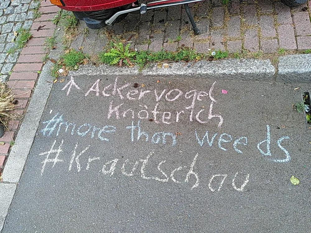 Mit bunter Kreide auf den Gehweg geschriebene Begriffe: ‚↑ Ackervogelknöterich‘, ‚#more than weeds‘ und ‚#Krautschau‘. Im Hintergrund wächst Wildkraut in einer Pflasterfuge neben geparktem Roller.