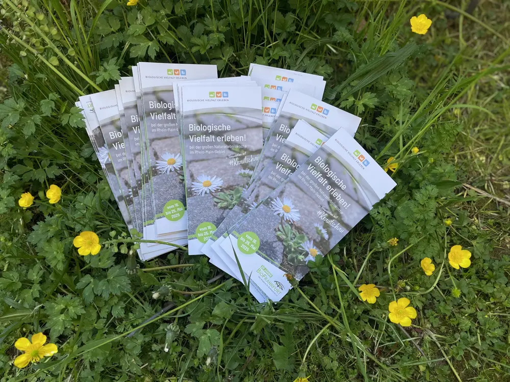 Mehrere gefächerte Flyer zur Naturerlebniswoche ‚Biologische Vielfalt erleben!‘ vom 18. bis 25. Mai 2025 liegen auf einer blühenden Wiese mit gelben Hahnenfußblüten.