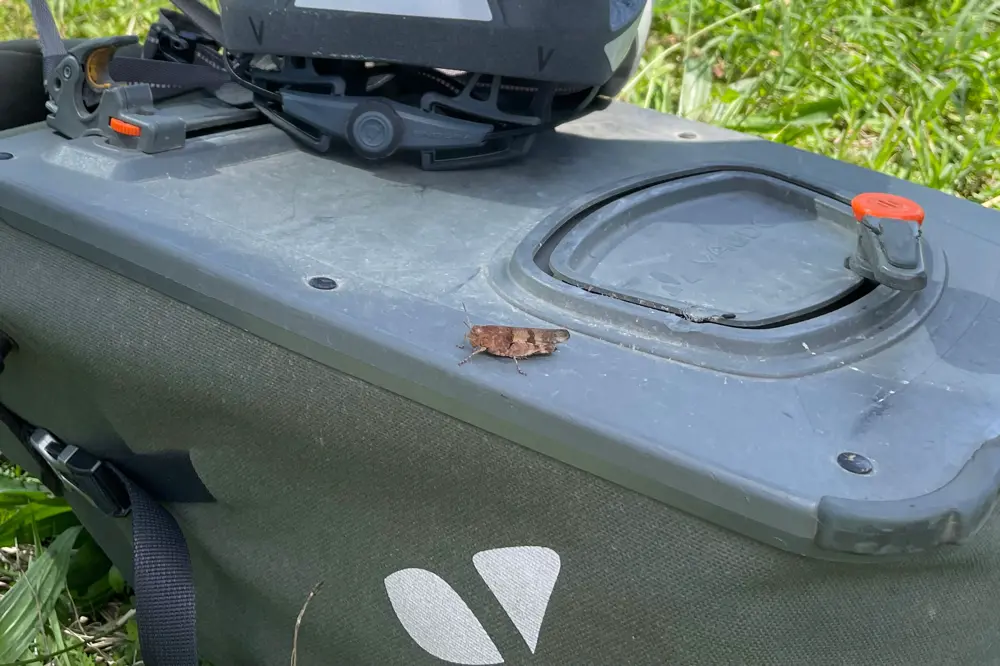 Blauflügelige Ödlandschrecke sitzt auf einer grauen Outdoor-Ausrüstung, vermutlich ein Fahrrad-Gepäckträger oder -koffer, mit Helm im Hintergrund und Gras im Umfeld.