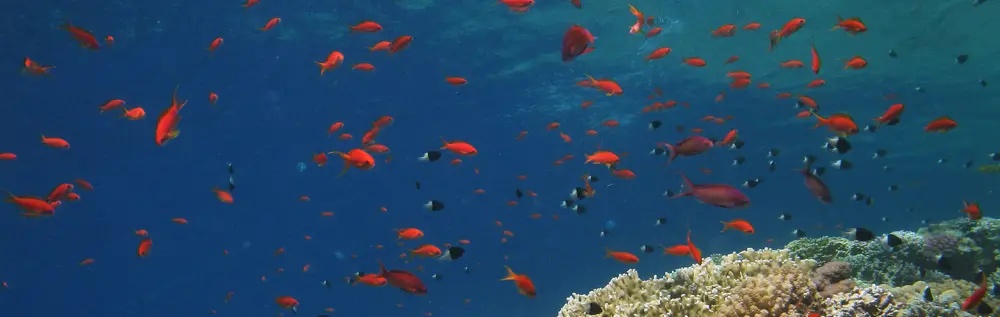 Schwarm kleiner, leuchtend roter Fische schwimmt über einem Korallenriff im klaren blauen Ozean, begleitet von einigen schwarz-weißen Fischen.
