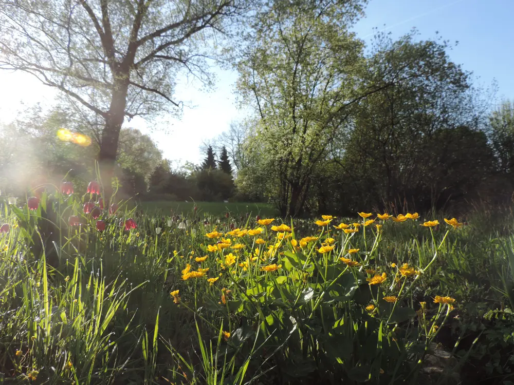 Wiese mit gelben und roten Blumen im Vordergrund, Bäume im Hintergrund und Sonne, die durch die Äste scheint.