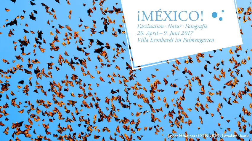 Zahlreiche Monarchfalter fliegen vor blauem Himmel. Oben rechts Text zur Ausstellung ‚¡MéXICO! – Faszination • Natur • Fotografie‘ vom 20. April bis 9. Juni 2017 in der Villa Leonhardi im Palmengarten.