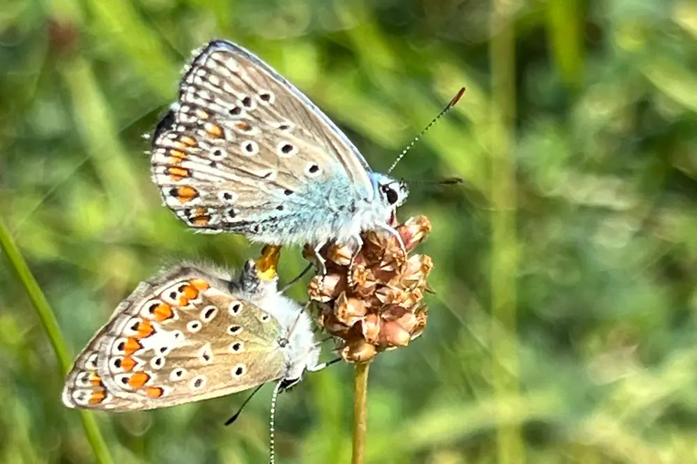 Zwei Hauhechel-Bläulinge (Polyommatus icarus) bei der Paarung auf einer braunen Blütenstandsstängel, vor unscharfem grünem Wiesenhintergrund.
