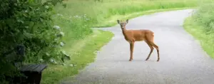 Ein Reh steht auf einem geschwungenen Weg, links daneben sind Büsche und eine Holzbank zu sehen.