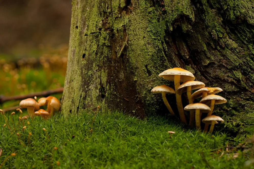 Gruppe gelbbrauner Pilze wächst am moosbewachsenen Fuß eines Baumstamms im Wald.