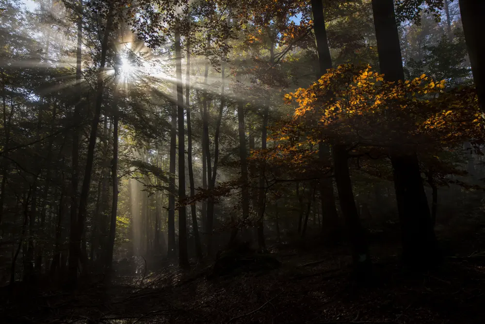 Herbstlicher Laubwald mit hohen Bäumen im Gegenlicht; Sonnenstrahlen brechen durch den Nebel zwischen den Stämmen, einzelne Blätter leuchten goldgelb.