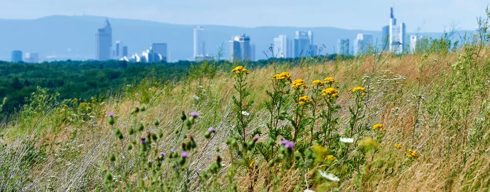 Blühende Wiesenpflanzen im Vordergrund mit gelben, weißen und violetten Blüten, dahinter ein ausgedehnter Waldstreifen und im Hintergrund die Skyline von Frankfurt am Main vor dem Taunus.