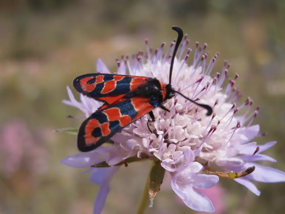 Schmetterling mit roten und schwarzen Flügeln sitzt auf einer hellvioletten Blüte.