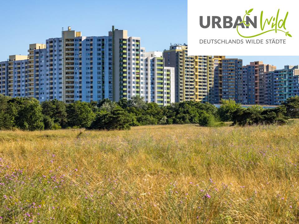 Städtische Skyline hinter Wiese