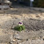 Eine kleine Blume mit weißen und violetten Blüten wächst zwischen Pflastersteinen auf einem sandigen Boden.