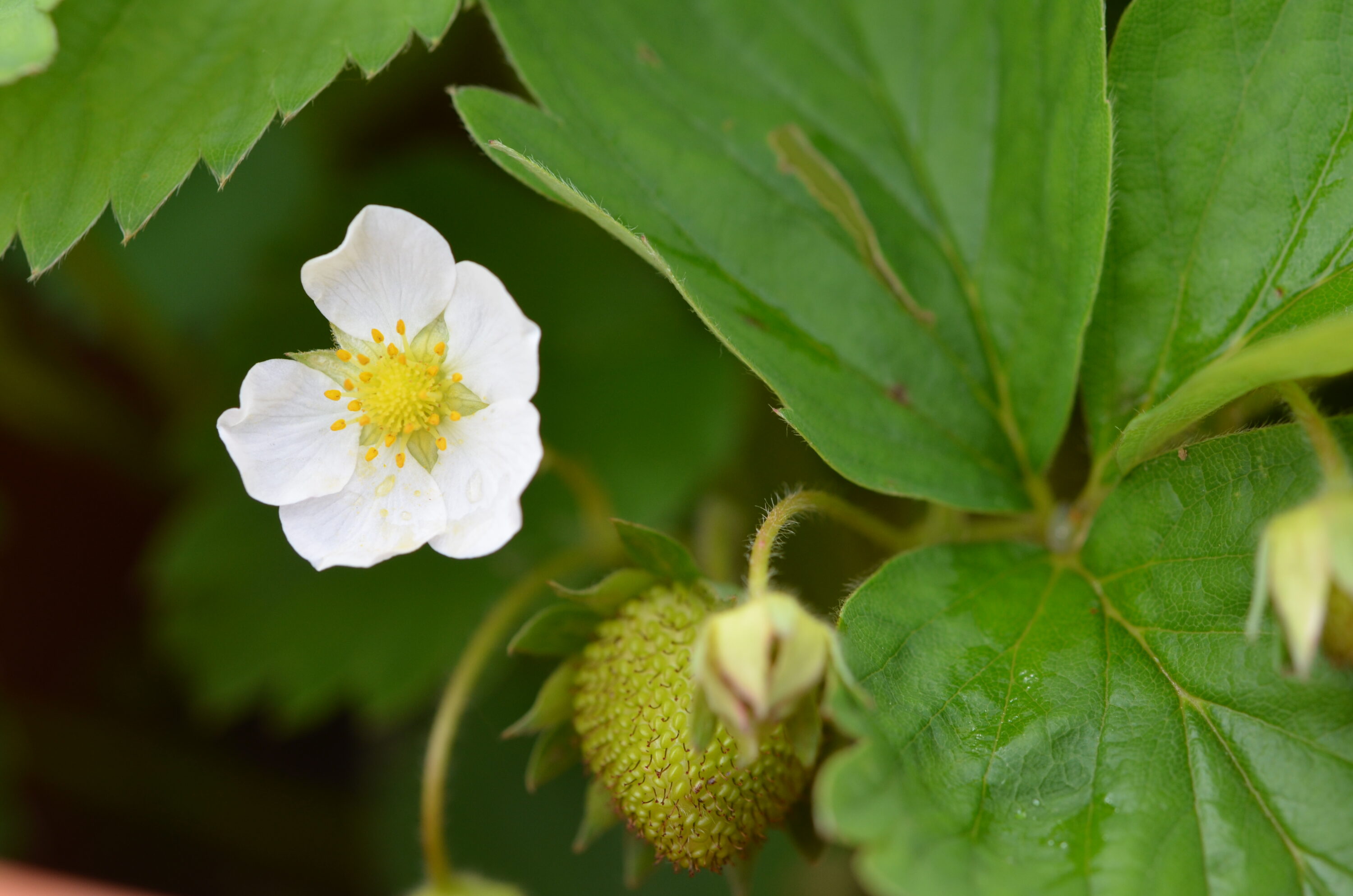 Weiße Blüte und grüne unreife Frucht einer Erdbeerpflanze mit großen grünen Blättern im Hintergrund.