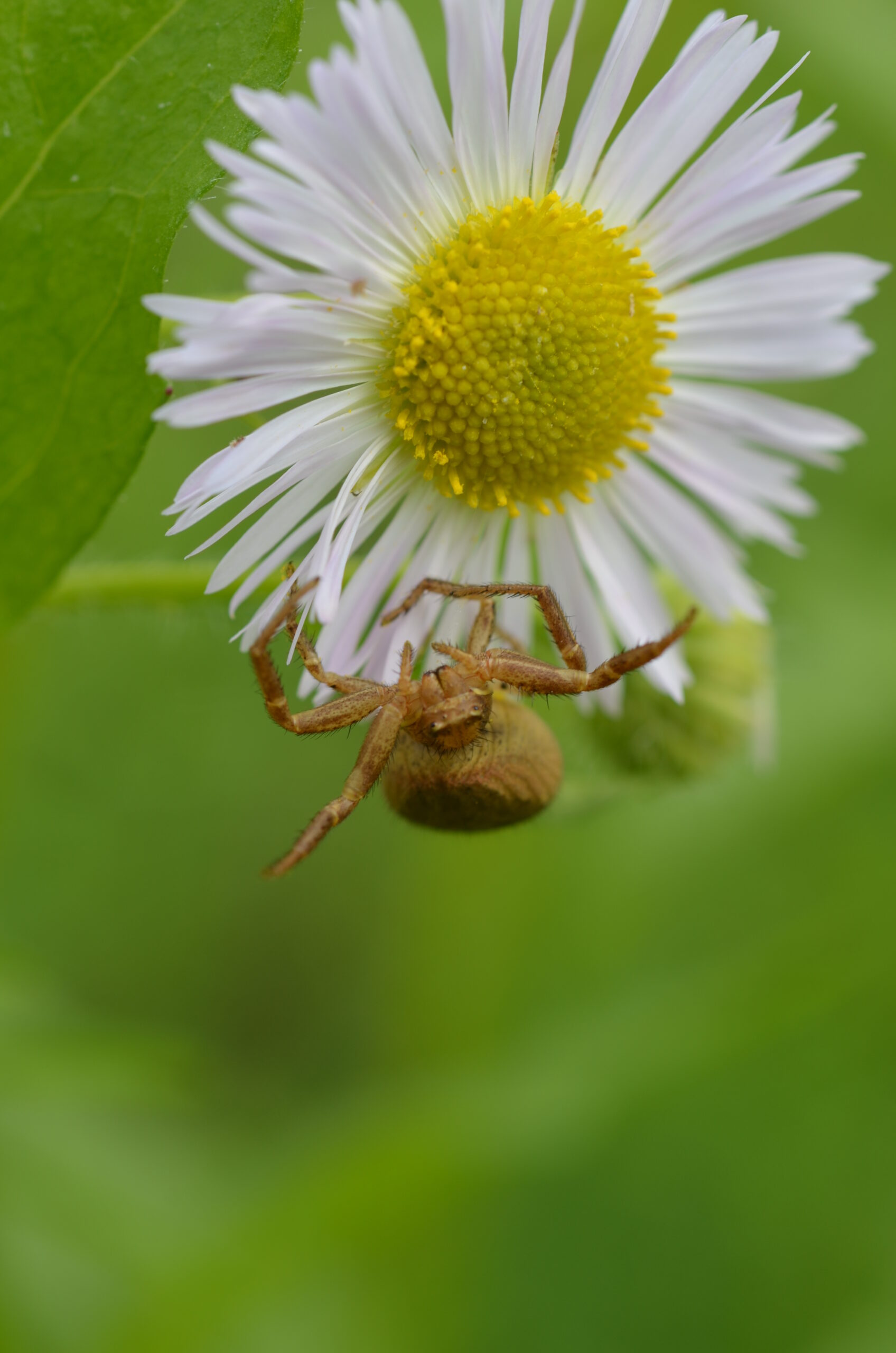 Eine braune Spinne hängt an einer weißen Blume mit gelbem Blütenzentrum vor grünem Hintergrund.