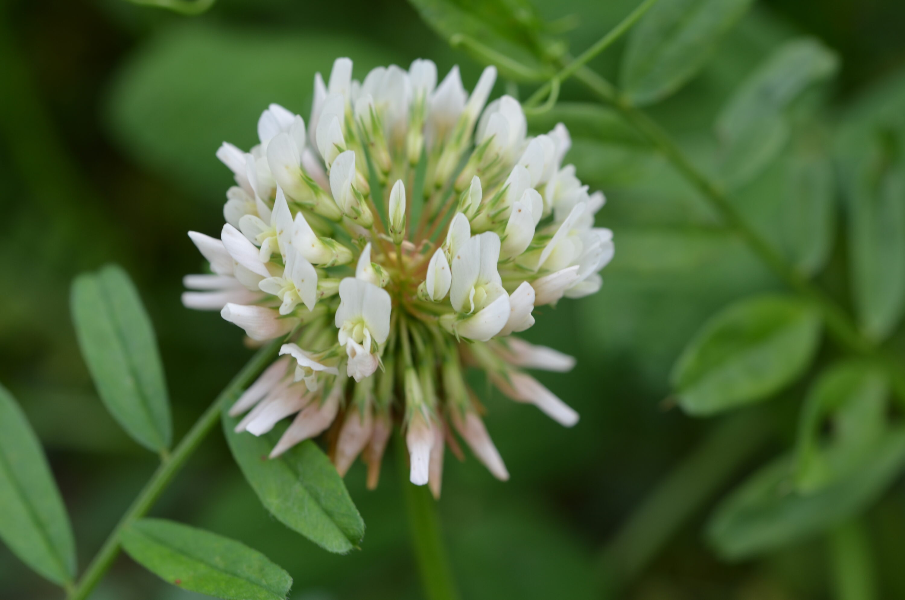 Nahaufnahme einer weißen Klee-Blüte mit grünen Blättern im unscharfen Hintergrund.