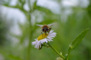 Eine Biene sitzt auf einer weißen Blume mit gelber Mitte vor einem unscharfen grünen Hintergrund.