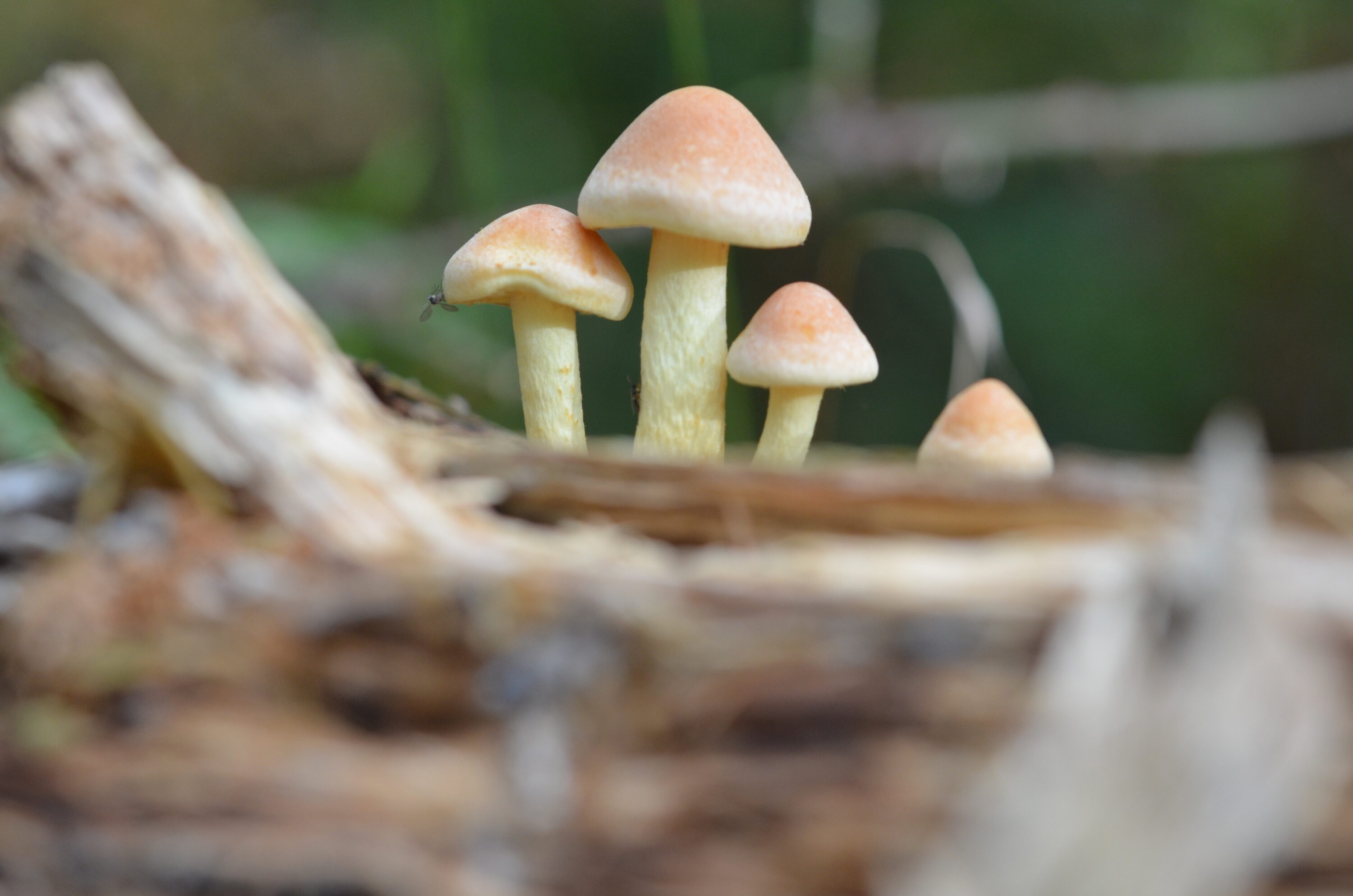 Vier orange-weiße Pilze wachsen auf einem Holzstück vor unscharfem grünem Hintergrund.