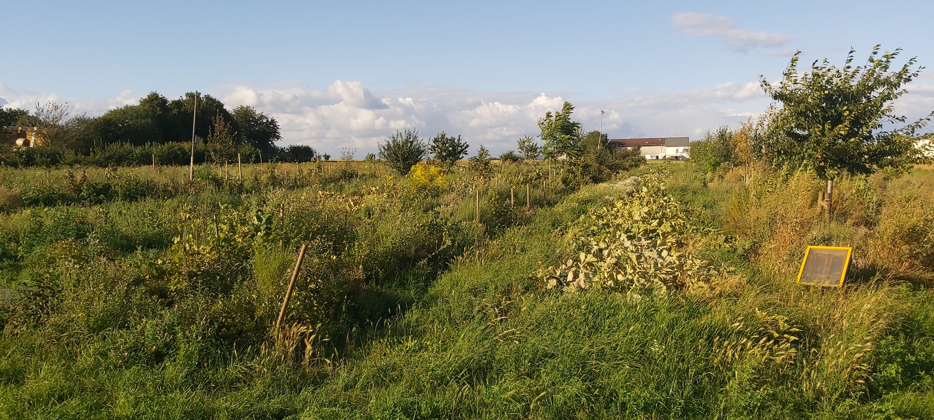Hof Erbenheim, Agroforst