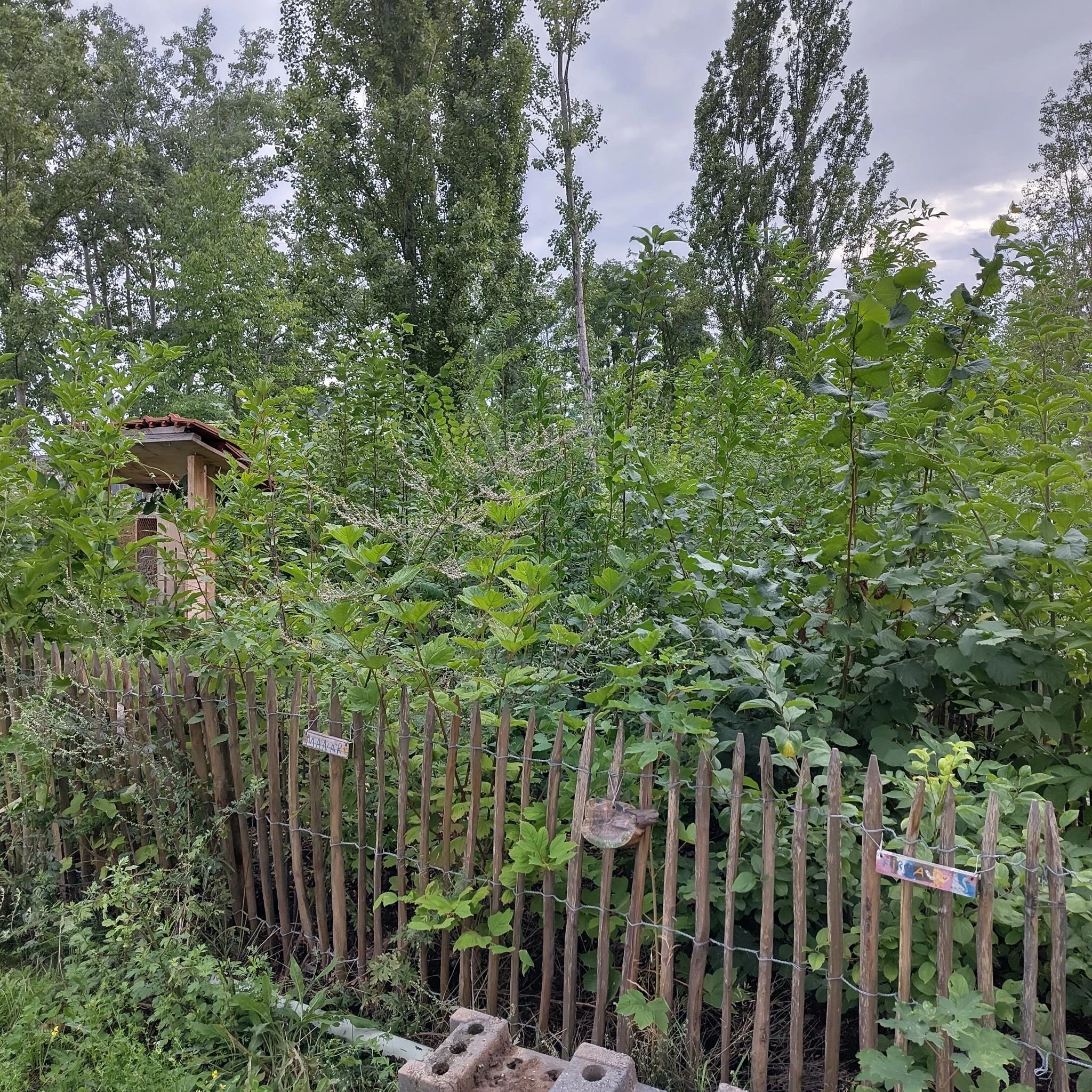 Aktuelles Bild des Tiny Forests, Juli 2025