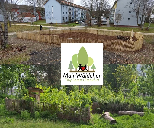 Vorher-Nachher-Bild des Tiny Forests in Frankfurt